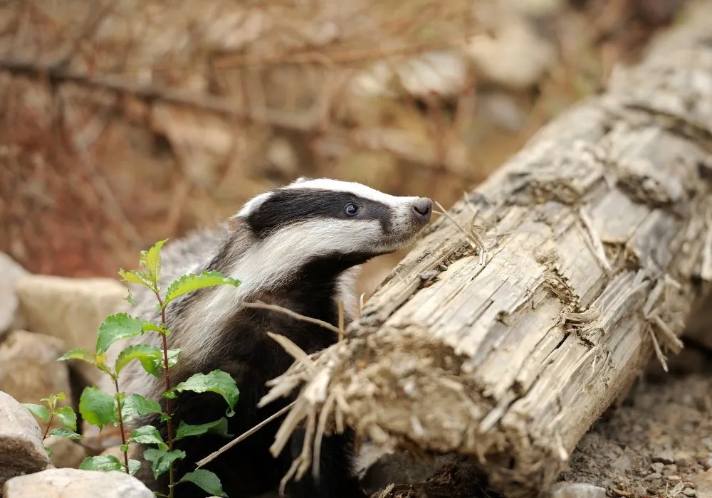 what attracts skunks to your yard